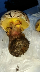 Caloboletus rubripes