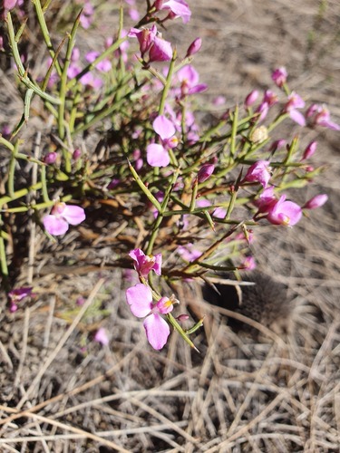 Comesperma spinosum (Comesperma spinosum)