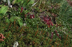 Salix tschuktschorum