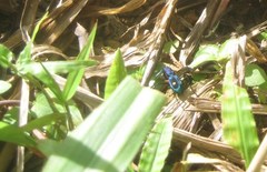 Pseudoxycheila tarsalis