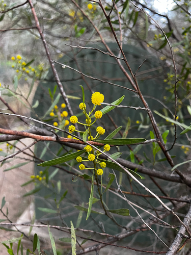 Acacia dodonaeifolia, photograph 5