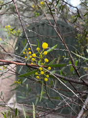 (c) Alex Stuart, some rights reserved (CC BY) Acacia dodonaeifolia, photograph (c) Alex Stuart, some rights reserved (CC BY)