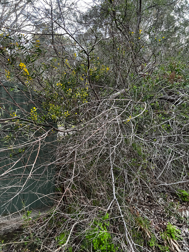 Acacia dodonaeifolia, photograph 6