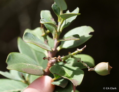 Santalum haleakalae
