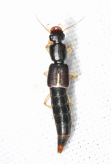 Pinophilus latipes