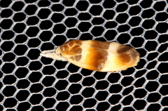 Piloprepes anassa
