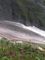 Salix tschuktschorum