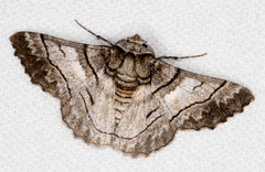 Hypobapta diffundens