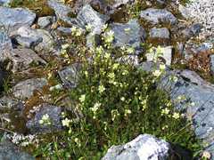 Saxifraga bronchialis funstonii