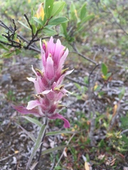 Castilleja elegans