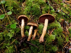 Cortinarius smithii