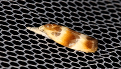 Piloprepes anassa