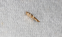 Hieromantis ephodophora