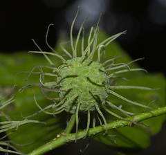 Maclura tinctoria