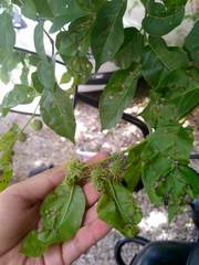 Maclura tinctoria