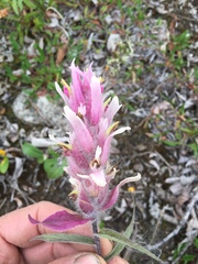 Castilleja elegans