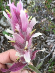 Castilleja elegans