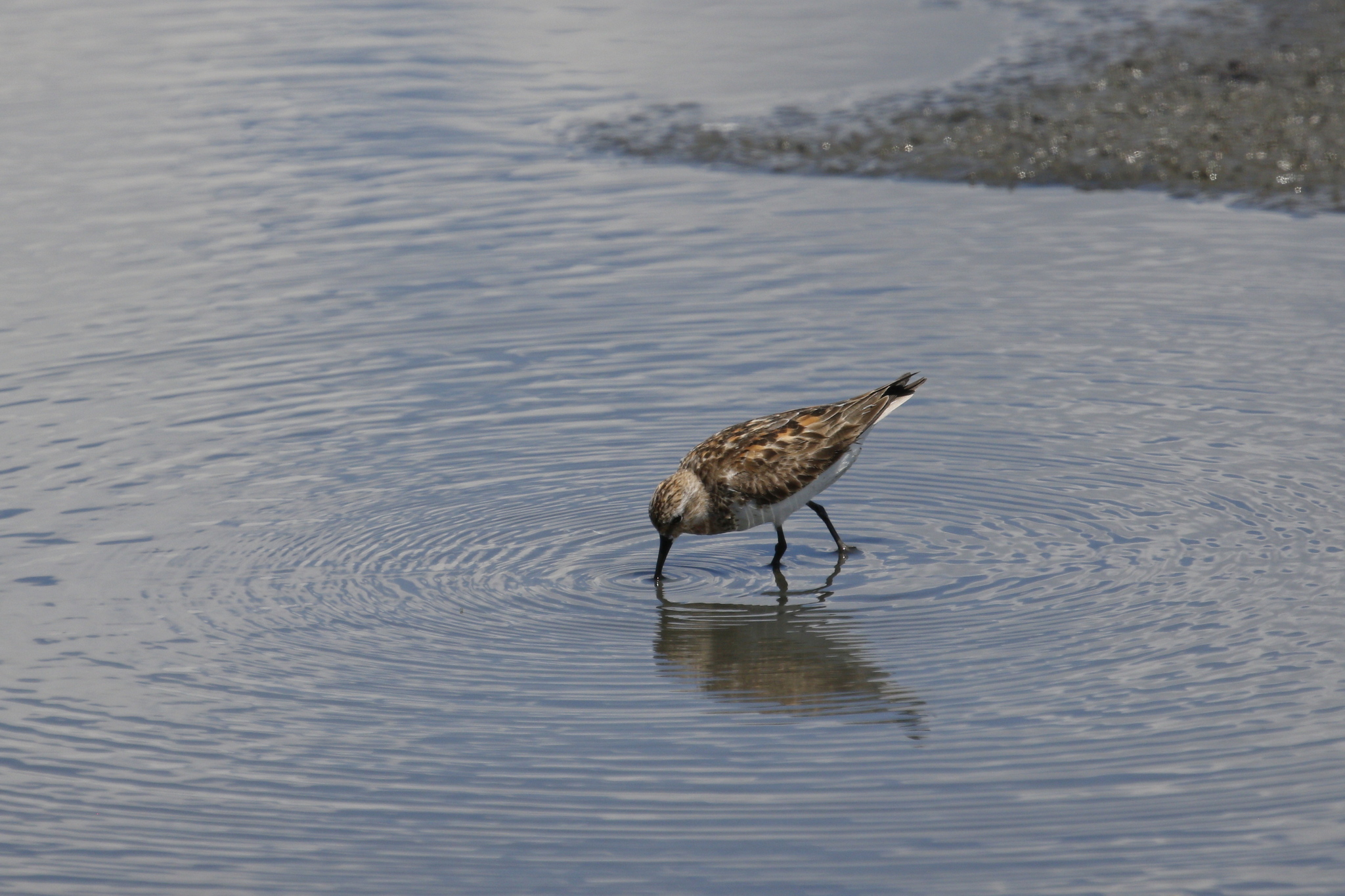 Red-necked Stint