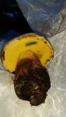 Caloboletus rubripes