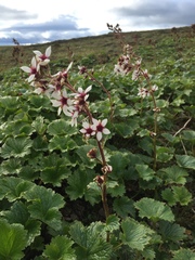 Boykinia richardsonii