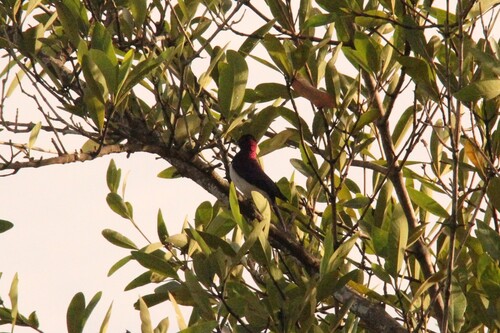 Violet-backed Starling