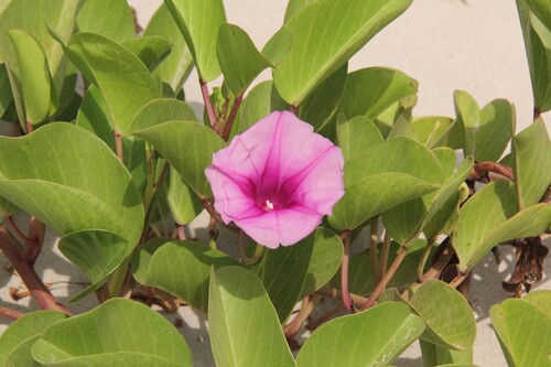 Beach Morning Glory