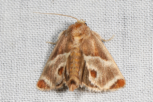 Shagreened Slug Moth photo 3