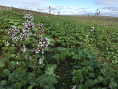 Boykinia richardsonii