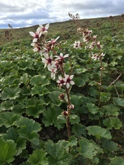 Boykinia richardsonii