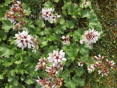 Boykinia richardsonii