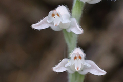 Goodyera schlechtendaliana