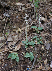 Goodyera schlechtendaliana