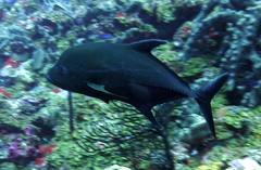 Caranx lugubris