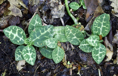 Goodyera schlechtendaliana