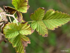 Rubus hawaiensis
