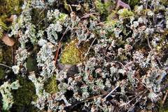 Cladonia parasitica
