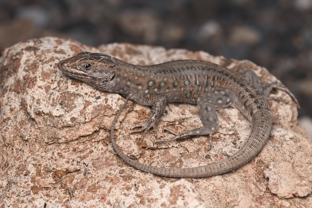 Atlantic Lizard in January 2025 by Joseph Grosse · iNaturalist