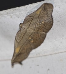 Xenomusa metallica
