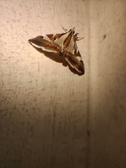 Agrioglypta itysalis