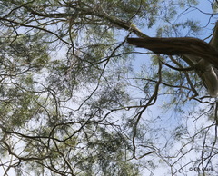 Eucalyptus amygdalina