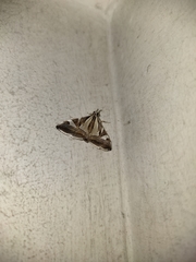 Agrioglypta itysalis