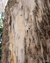 Eucalyptus amygdalina