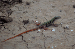 Aspidoscelis gularis