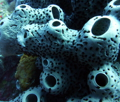 Bergia puertoricense