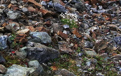 Micranthes purpurascens