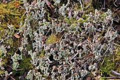 Cladonia parasitica