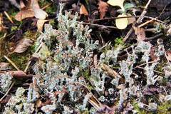 Cladonia parasitica