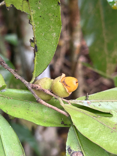 Diospyros laurina, 2025-08-13
