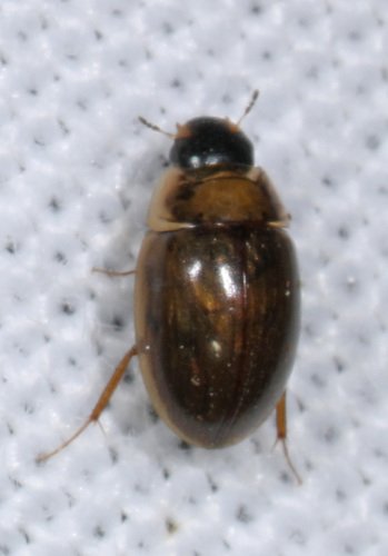 Photograph of Enochrinae