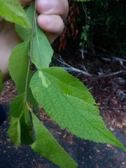 Celtis smallii